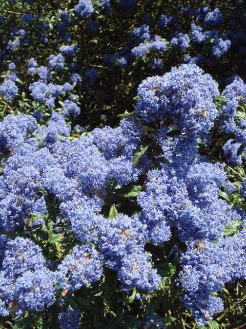 Ceanothus x 'Concha' fleur